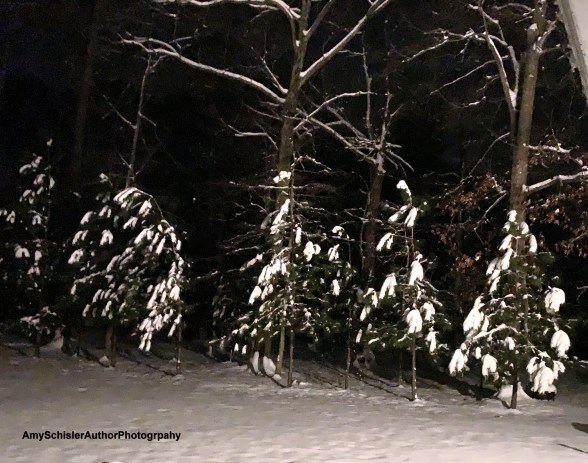 SnowyTrees2019.JPG