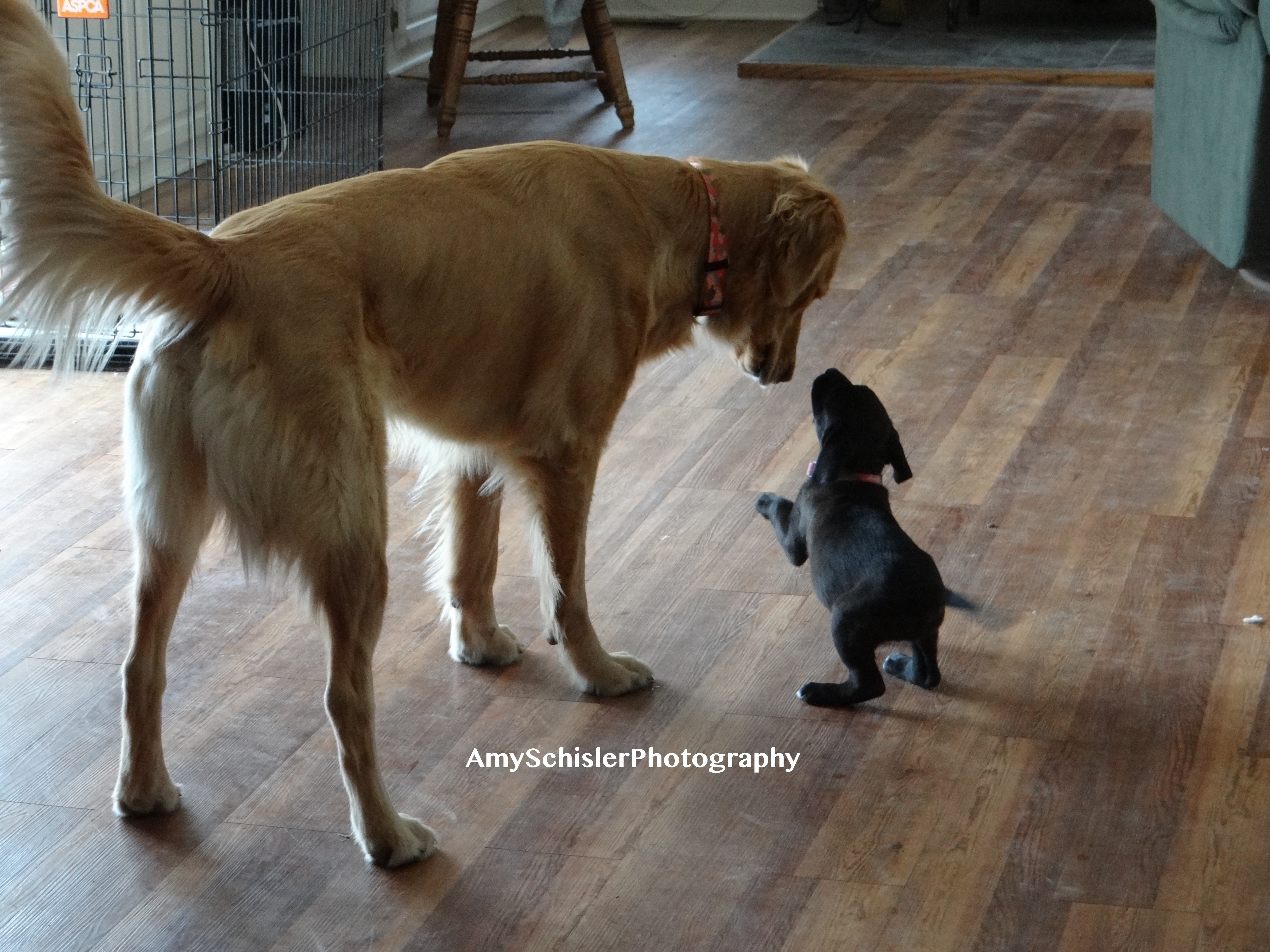 Misty with baby Rosie