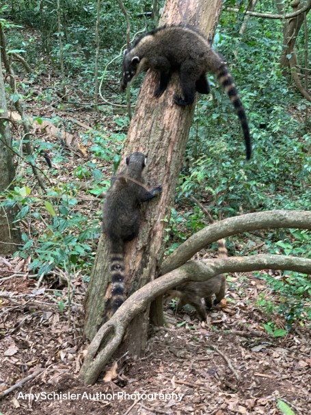 Argentina Side of Falls - 63.jpg