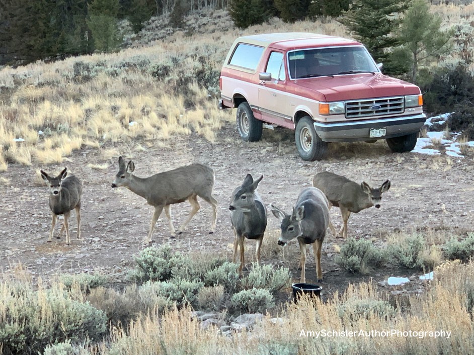 CO19deer.jpg