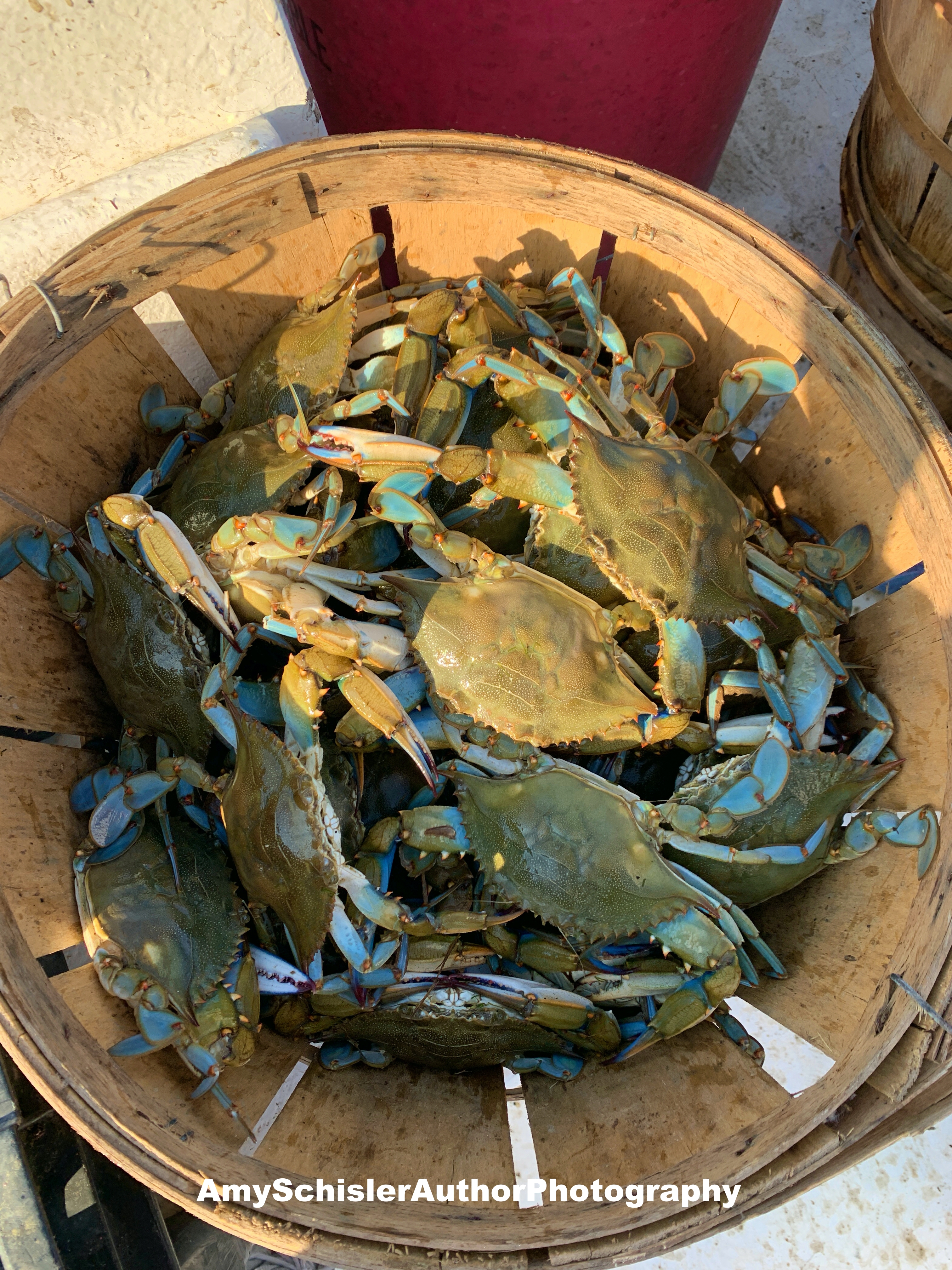 2020 crabs