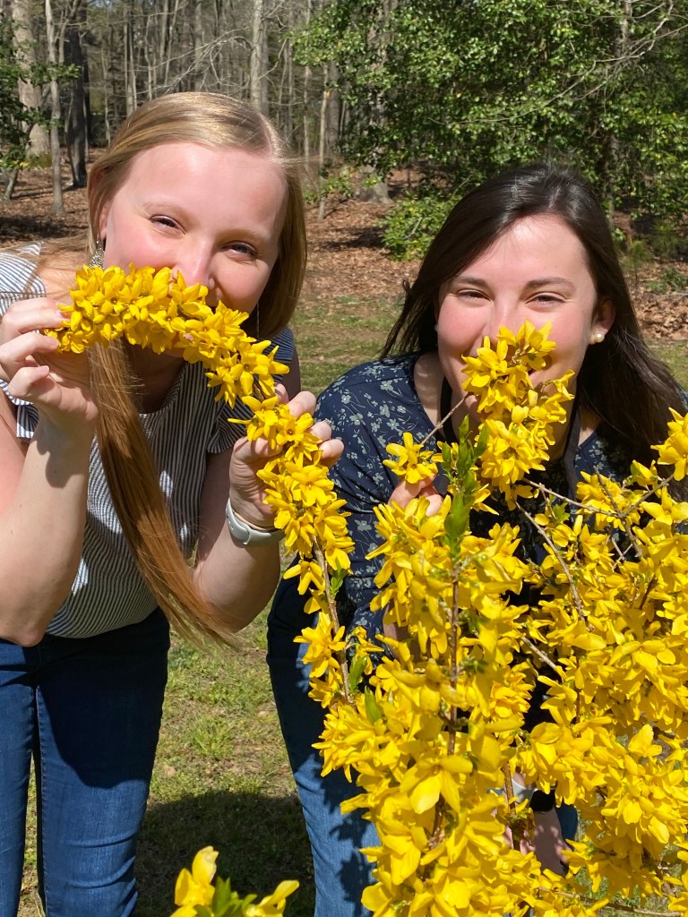Flowers in bloom