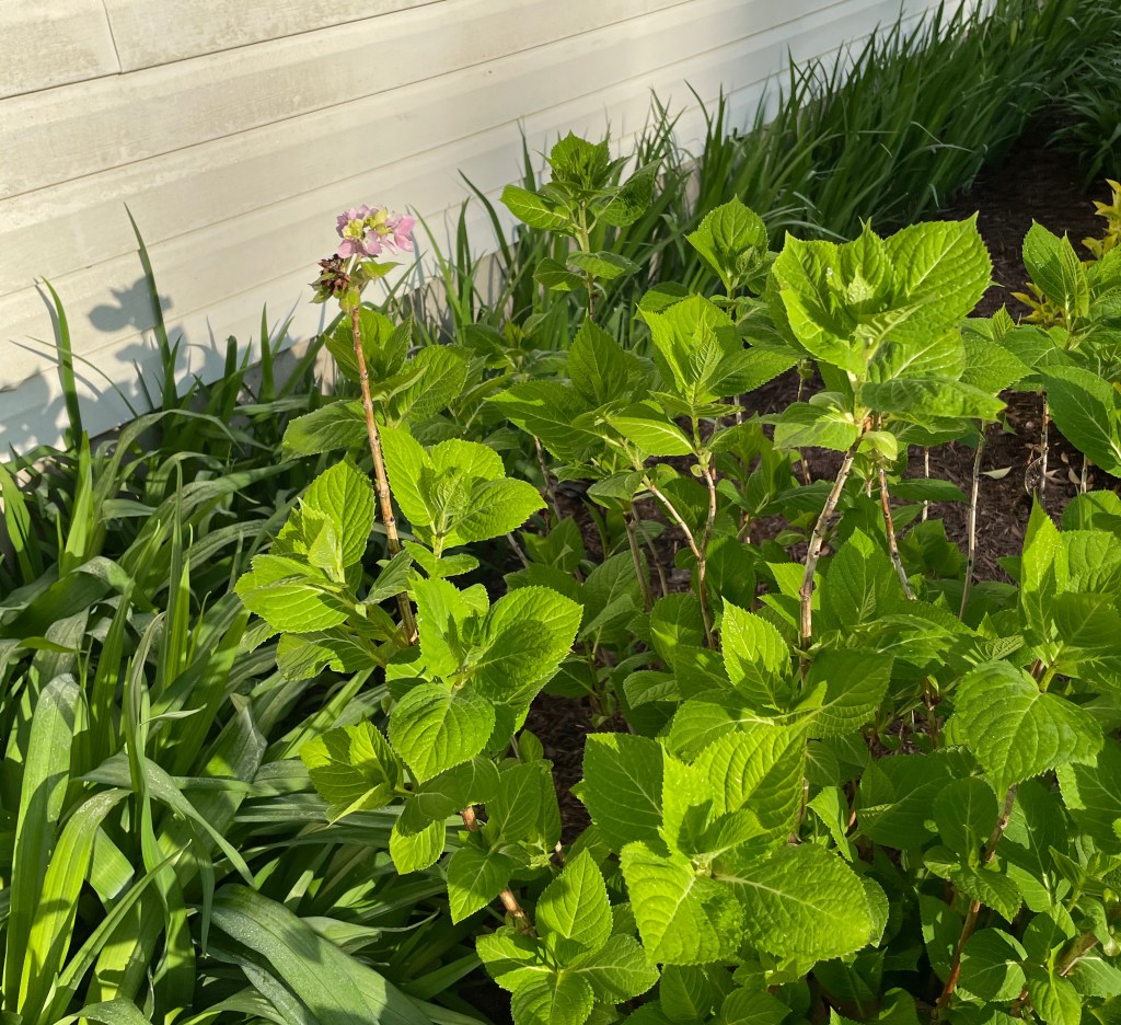 hydrangea blossom