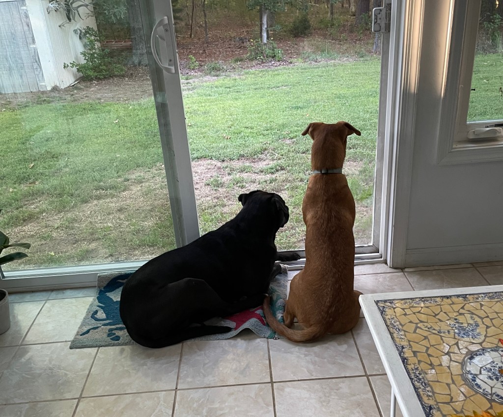 Rosie and Luna