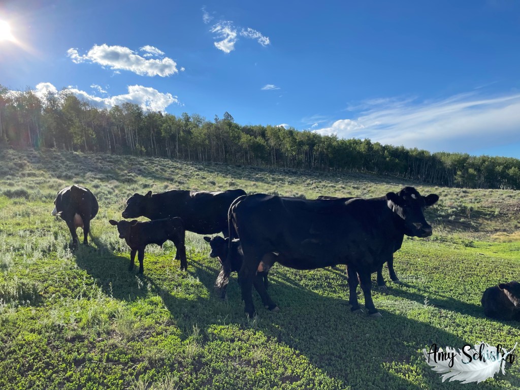 Cows on the mountain