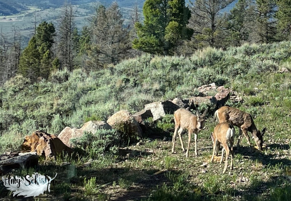 Deer eating sage