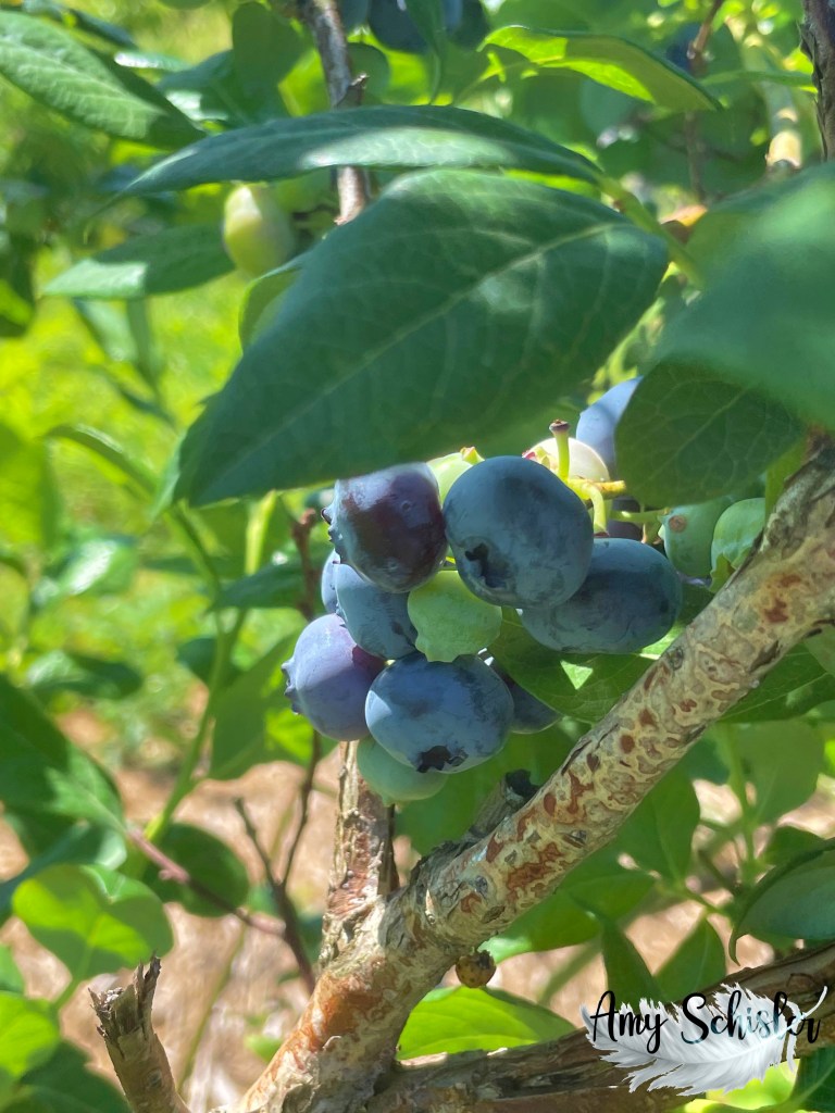 ripe blueberries on the bush