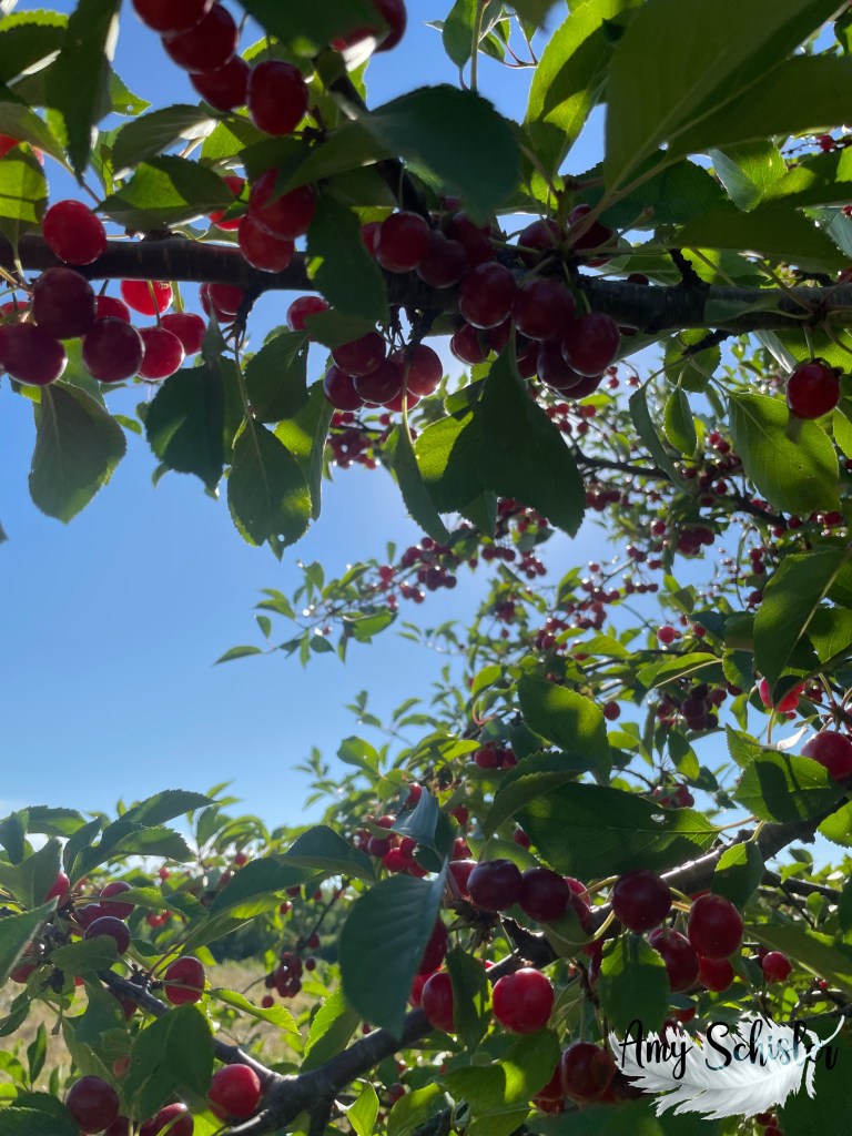 cherries on the tree