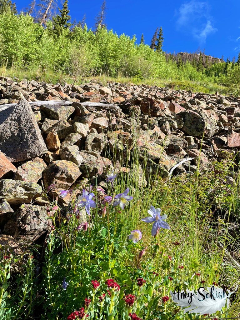 Wildflowers on the mountainside